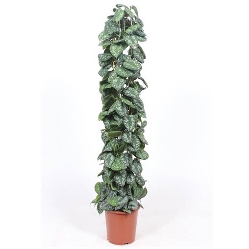 Scindapsus 'Trebie' groter formaat